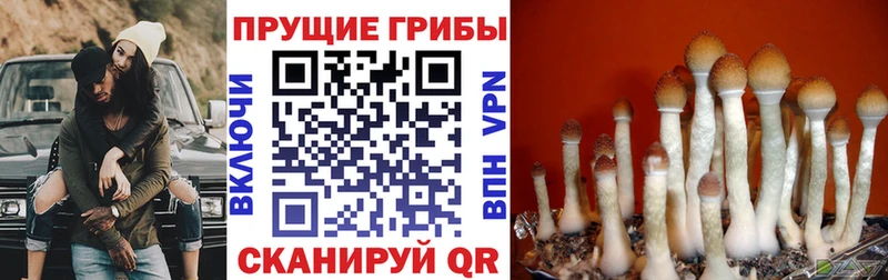 Галлюциногенные грибы Cubensis  Покров 